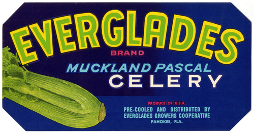 Gallery Edition study of Anonymous's Everglades Brand Muckland Pascal Celery Label.