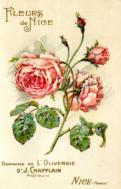 Gallery Edition study of Anonymous's Fleurs de Nice.