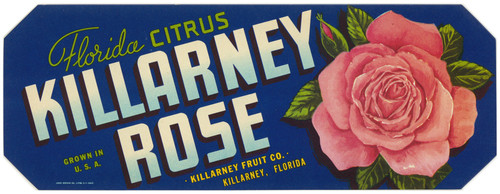 Gallery Edition study of Anonymous's Killarney Rose Florida Citrus Label.