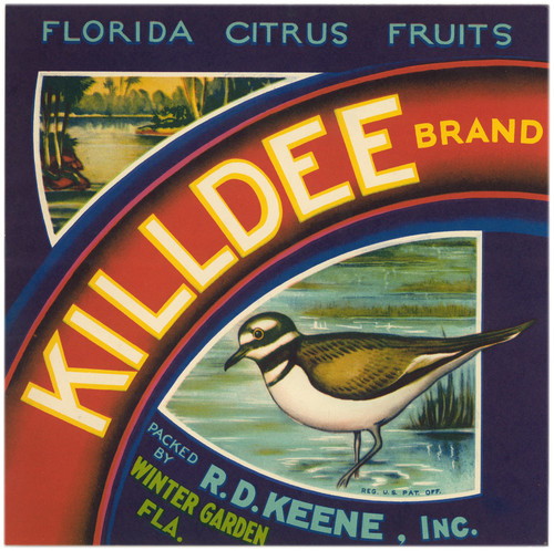 Gallery Edition study of Anonymous's Killdee Brand Florida Citrus Fruit Label.