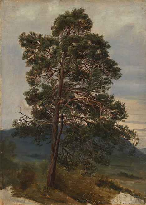 Gallery Edition study of Adolph Tidemand's Study of a Pine Tree.