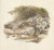 Gallery Edition study of Alfred W. Cooper's The Burn.