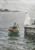 Gallery Edition study of Anders Zorn's Sommarnöje.