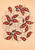 Gallery Edition study of Anonymous's Design for Textile.