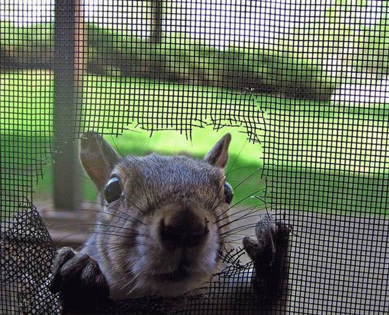 Protecting Your Screens: Common Animals That Damage Window Screens