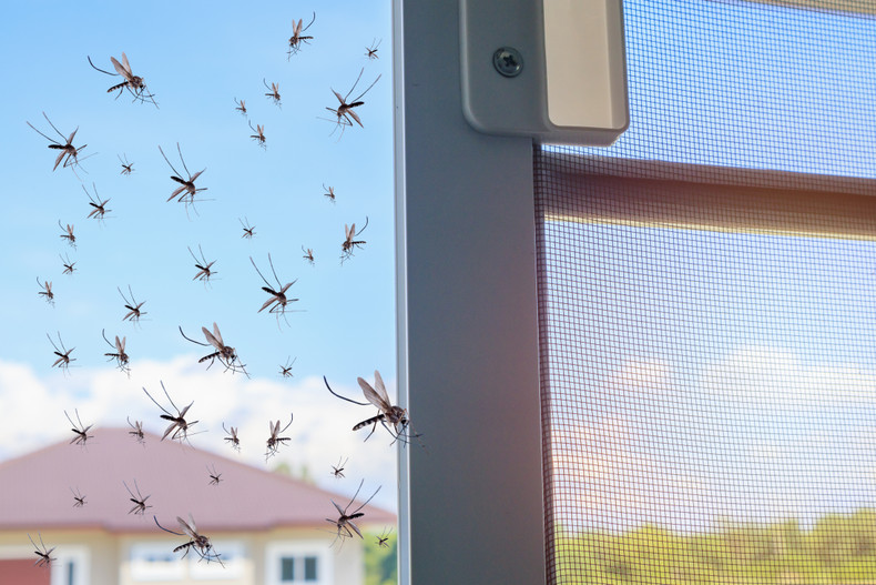 The Art of Clarity: A Guide to Annual Window Screen Maintenance