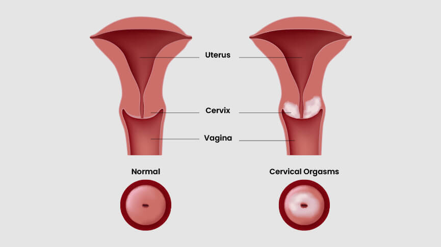 The Cervix & Pleasure: What Science Says About Cervical Orgasms