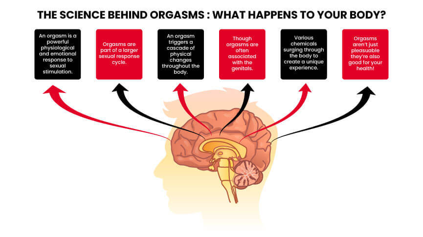 The Science Behind Orgasms: What Happens to Your Body?