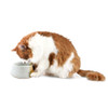 Stoneware Pottery Water Bowl for Cats