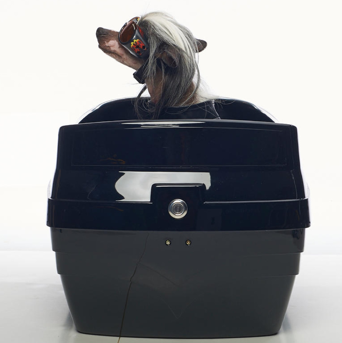 Motorcycle Pet Carrier Best Motorcycle Pet Carrier for Dogs