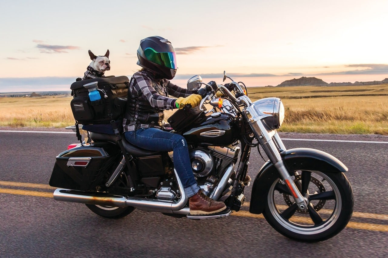 Rear Mounted Motorcycle Dog Carrier