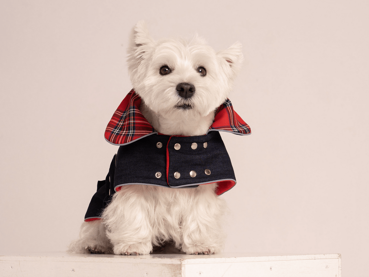 Chewy V Denim Dog Jacket  Trendy Outerwear for Your Pet