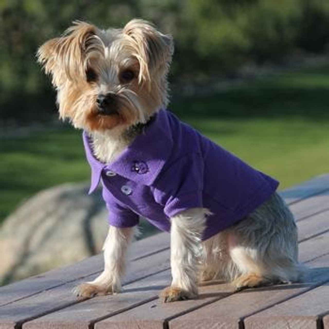 https://cdn11.bigcommerce.com/s-zy7iaurt44/images/stencil/1280x1280/products/1143/3493/Little_dog_wearing_Dog_Polo_Shirt_-_Ultra_Violet__48703.1624167677.jpg?c=2