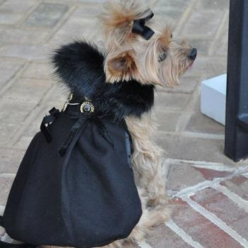 Dog Harness Coat Wool FurTrimmed in Black Rockstar Puppy Boutique