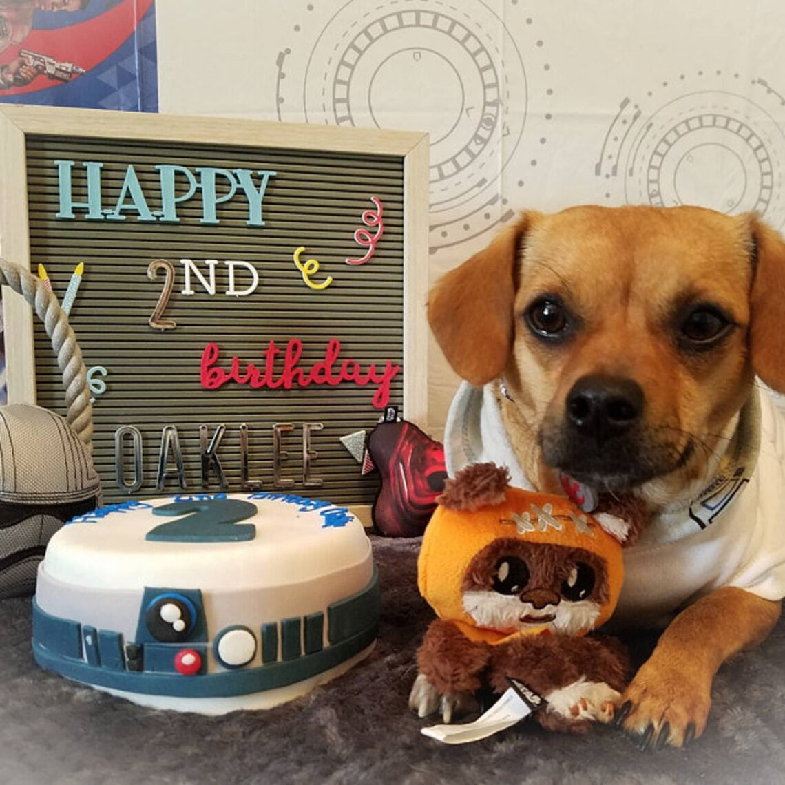 order dog cake