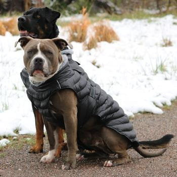 Dog Puffer Jacket Black Rockstar Puppy Boutique