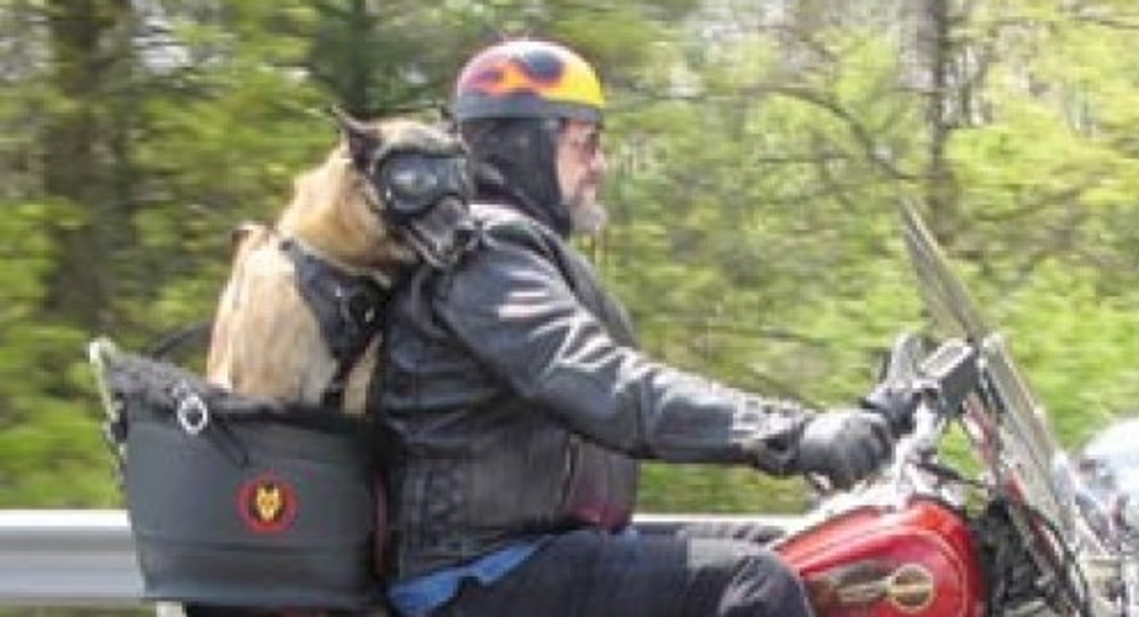 Cool Motorcycle Dog Carrier - Rockstar Puppy