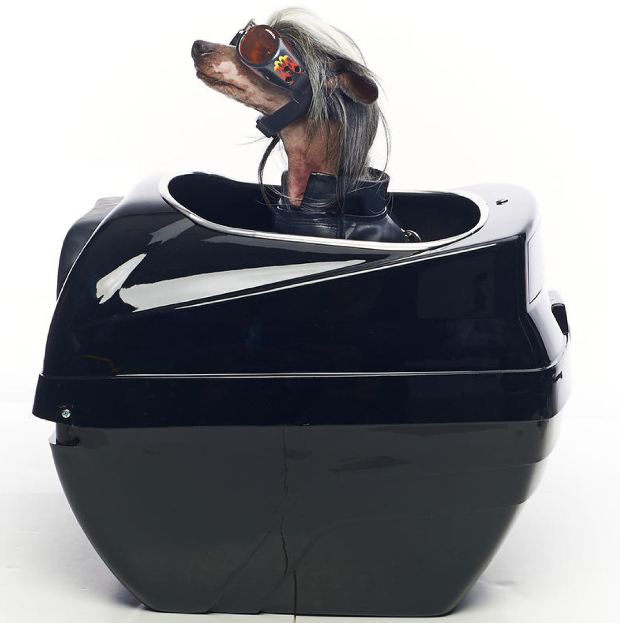 Road hound motorcycle pet carrier Clearance