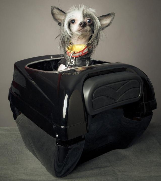 Motorcycle Pet Carrier Best Motorcycle Pet Carrier for Dogs