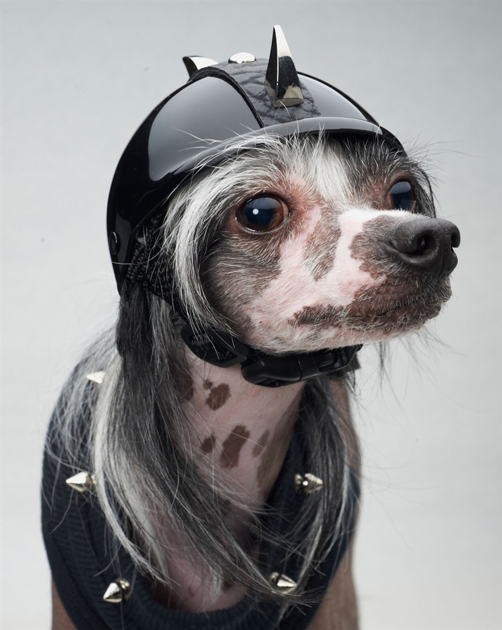 kaiser helmet for dogs