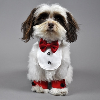 formal dog clothes