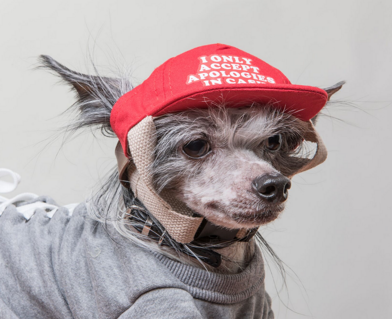 dog baseball hat