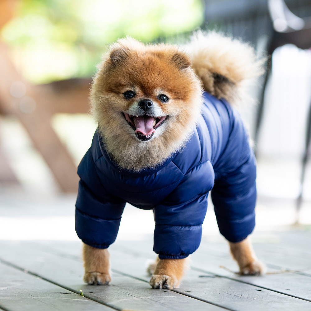 dog snowsuit
