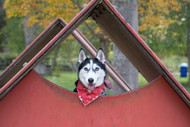 ​Can a Dog House be Too Big?