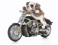 Excellent Ways To Pimp Your Dog’s Ride On A Motorcycle