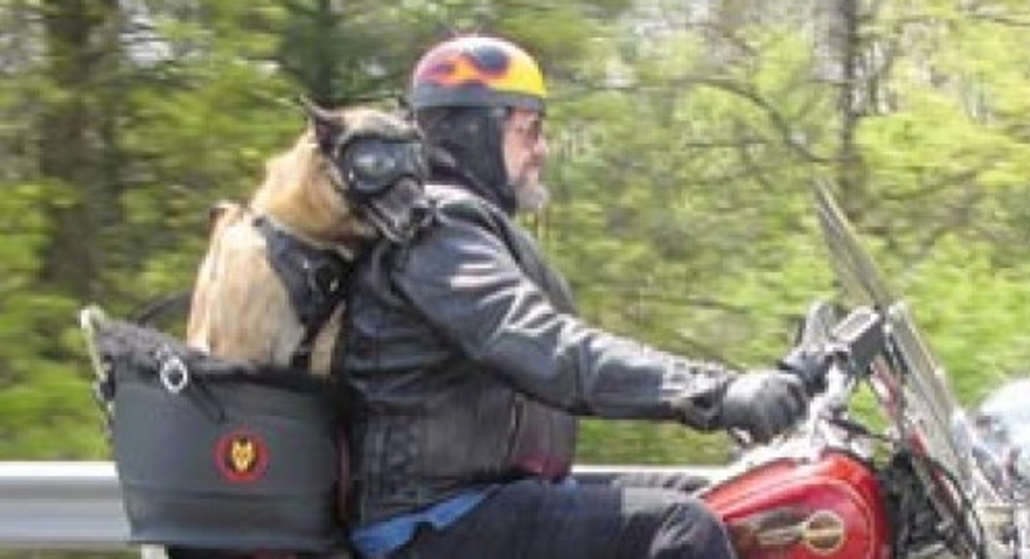 dog carriers for motorcycles small dogs