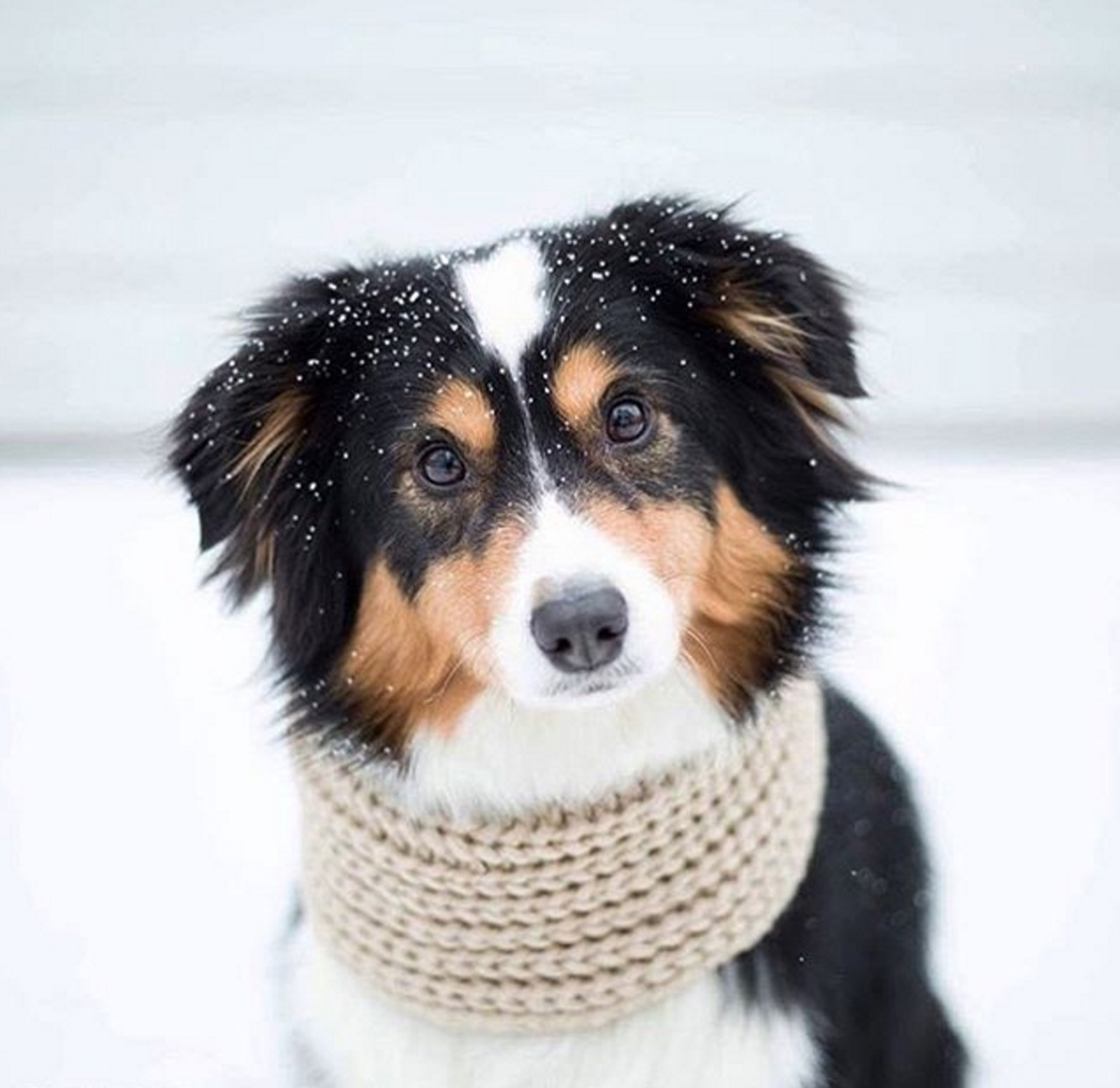 designer dog scarves