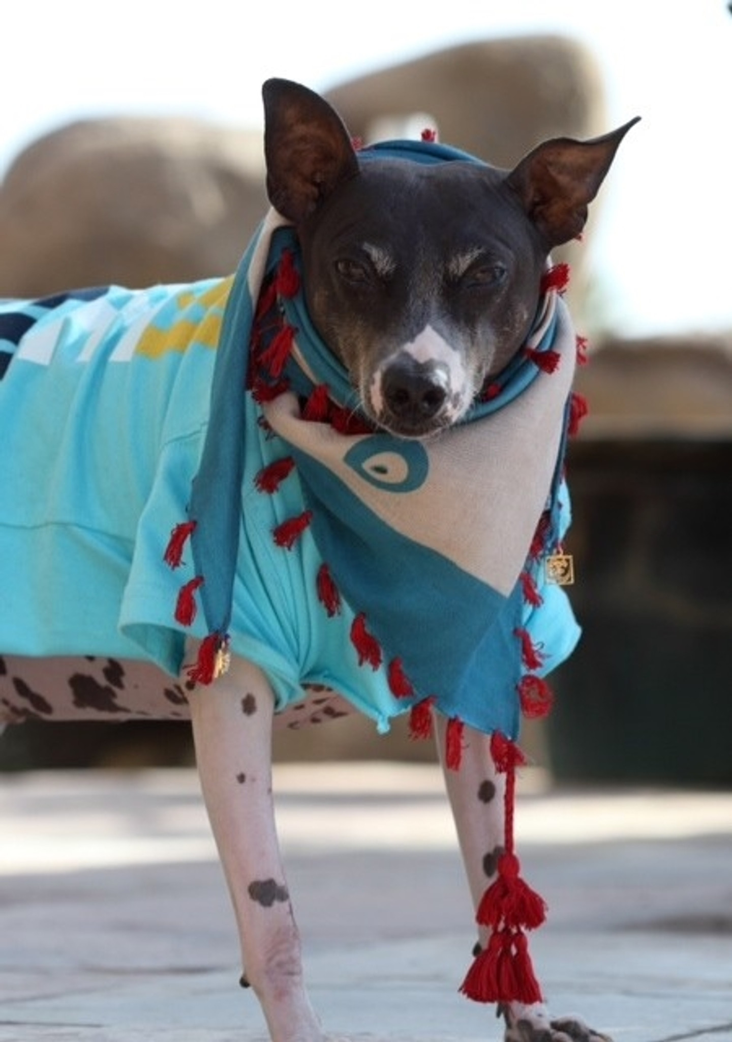 designer dog scarves