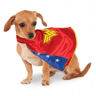 Cape Cod Kennel Dog House