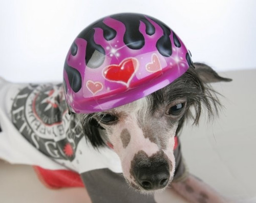 dog bicycle helmet