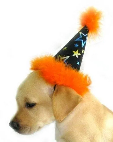 Duck Baseball Dog Hat Halloween Costume - Dogo Pet SPOTTED BY HUMPHREY -  Spotted By Humphrey