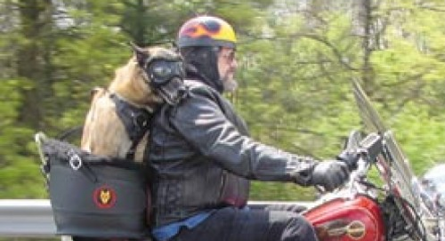 dog carriers for motorbikes