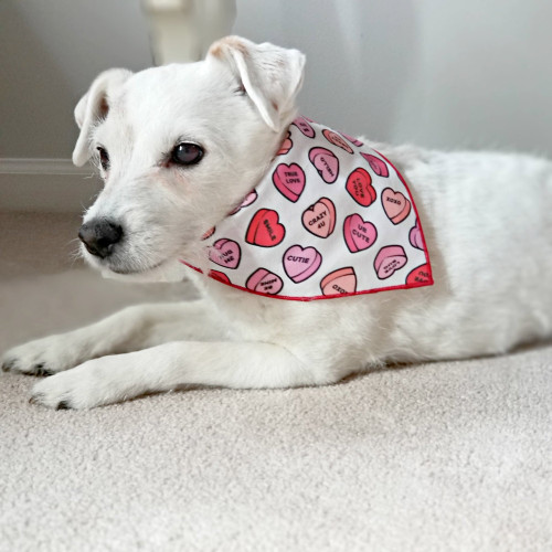 Dog Bandana - Conversation Hearts Dog Bandana - Conversation Hearts