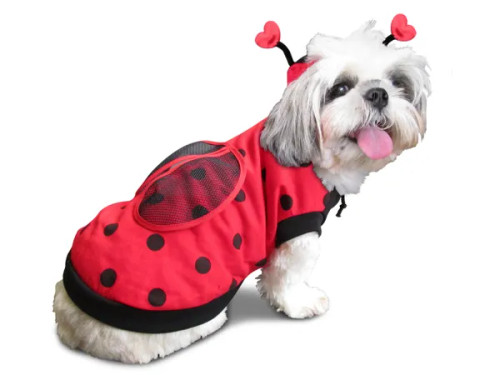 Dog Halloween Costume - Lady Bug