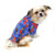 Little dog wearing Dog Hawaiian Shirt - Ukuleles and Surfboards 