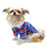 Little dog wearing Dog Hawaiian Shirt - Ukuleles and Surfboards 