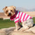 Little dog wearing Dog Polo Shirt - Pink Yarrow and White