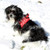 little dog wearing Mesh Dog Harness - Candy Canes