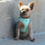 little dog wearing Mesh Dog Harness - Solid Teal