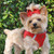 little dog wearing Mesh Dog Harness - Solid Red