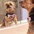 Little dog wearing Mesh Dog Harness - Tuxedo with 4 Interchangeable Bows