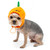 Dog Hat - Jack-O