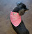 Dog Bandana - Birthday Girl Pink Polka Dot