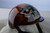 Airbrushed Orange Skull Dog Helmet