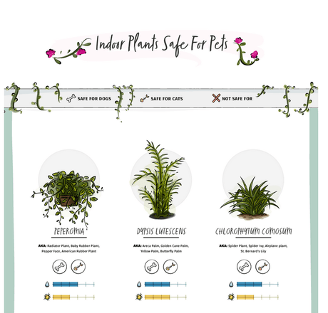 Safe Plants for Pets & Toxic Plants for Pets