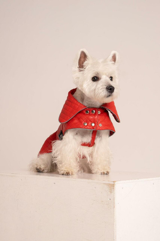 Quilted Faux Leather Dog Jacket Red Rockstar Puppy Boutique